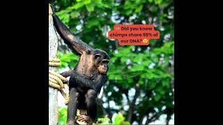 Chimpanzees Uncovered  Sharing 98 of Our DNA  David Mark Quigley [upl. by Asli]