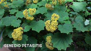 Senecio petasites Garden Center online Costa Brava  Girona [upl. by Eelrihs]