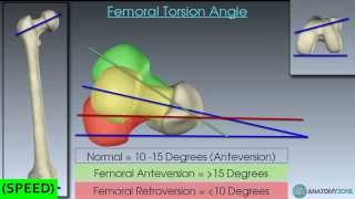 SPEED The Femur Skeletal Anatomy [upl. by Nwadrebma]