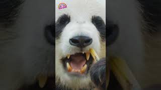 Panda Munches on Bamboo 🐼 – So Adorable [upl. by Capello667]