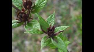 Plant portrait  Carolina allspice Calycanthus floridus [upl. by Strang432]