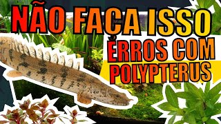 🔴POLYPTERUS ERROS QUE AQUARISTAS COMETEM EM AQUÁRIOS Mr Betta [upl. by Bertine]