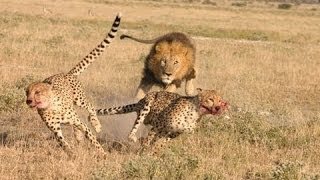 Lion attack Cheetah Male lion kills 2 cheetahs [upl. by Anitsim]