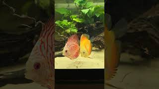 They sure do love their blackworms discus planted aquarium stingray [upl. by Yllom]