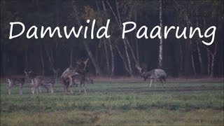 Damwild Paarung [upl. by Nosydam251]