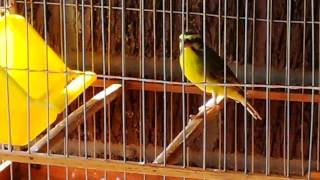 Green singer finch Singing his heart out [upl. by Maffa]