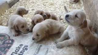 Too cute golden retriever Puppies Barking 3 weeks old [upl. by Boffa]