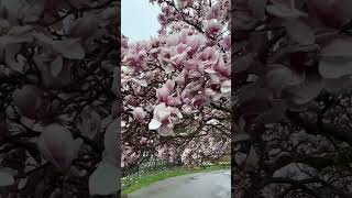 Niagara magnolia part 2 rainy daymagnolia gardenviolinOntario [upl. by Sidney]