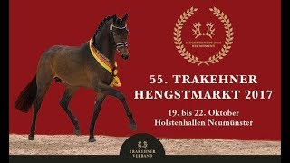 Trakehner Hengstmarkt 2017  Trailer der Junghengste [upl. by Kramnhoj979]