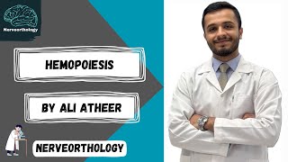 Histology  hemopoiesis hematopoiesis part 2 [upl. by Nivlag]