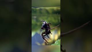 This SPIDER never comes OUT of the WATER  shorts facts viralvideo trending spider [upl. by Llahsram235]