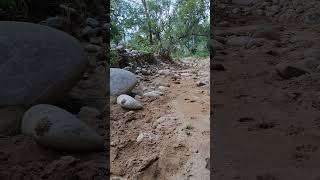 Leopard sighting pugmark jungal  jim corbett [upl. by Yanaj]