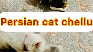 Persian cat chellu  in malyallam Semi kitchen elamkulam  2023 [upl. by Sixela]