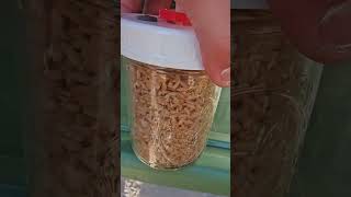 Inoculating dry grains works YouTubeVlogTutorialWalkthroughMycologyDIY [upl. by Godwin]