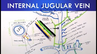 Internal Jugular Vein  Anatomy Tutorial [upl. by Ahsataj429]