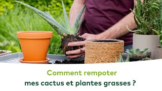 PLANTES DINTERIEUR  Comment rempoter et soigner mes cactus et plantes grasses [upl. by Rhona67]