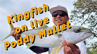 Kingfish on Live Poddy Mullet [upl. by Hunter]