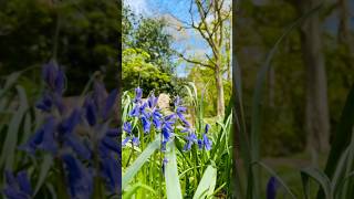 🌳BluebellWoods🌳27 mile circular walk GorlestonOnSea Norfolk UK [upl. by Nesnah]