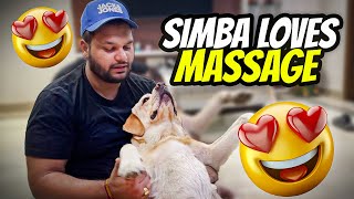 My Labrador Loves Massage 😍 vlog [upl. by Sherar]