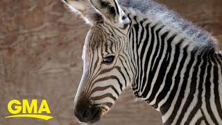 Disney’s Animal Kingdom welcomes 4 baby zebras [upl. by Anaid331]