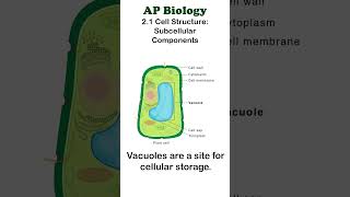 AP Bio  21 Vacuoles apbiology cellbiology [upl. by Newell]