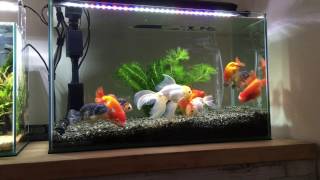 【金魚】らんちゅう過密水槽 60cm水槽に9匹 overcrowded ranchu goldfish tank [upl. by Samul227]