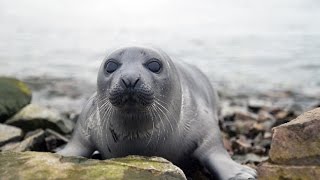 Amazing Facts About Seals [upl. by Westphal]