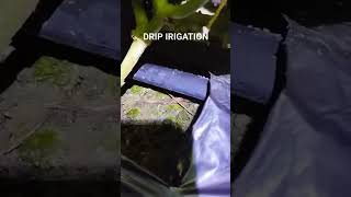 Drip irrigation system process [upl. by Nivad]