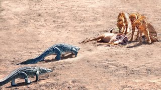 2 Crocodiles Chase 3 Cheetahs off Buck [upl. by Ecikram]