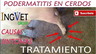 Pododermatitis en Cerdos Causas Signos Tratamiento [upl. by Ilzel]