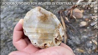 Episode 2  Geologist goes Rockhounding for Agates in Washington State [upl. by Imoyik890]