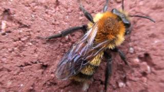 Plasterer Bee Colletidae Colletes on Wall [upl. by Atinrehs502]