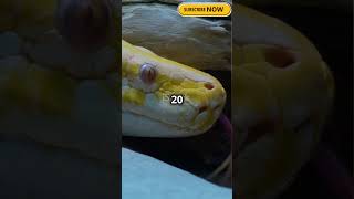 Meet the World’s Rarest Snake 🐍 factsshortvideo shorts shortsviral subscribe [upl. by Llenyaj48]