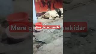 Mere ghar ke chowkidar youtubefeed cow recommended [upl. by Anelyak]