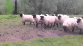 Is this Britains worst sheepdog [upl. by Ameline]