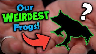 Top 5 WEIRDEST Frogs at Snake Discovery [upl. by Medea]