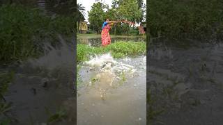 unique hook fishing  village lady hook fishing in the paddy field  hook fishing  shorts fish [upl. by Eileme]