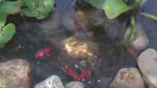 Backyard Fish Pond Israel [upl. by Attenaj237]