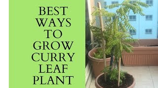 How to grow curry leaf plant in potbest ways to grow healthy curry leaves plant [upl. by Hteik]