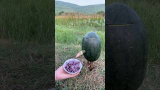 Survival Skills SIMPLE and USEFUL with soap and watermelonbushcraft camping outdoors [upl. by Sellihca]