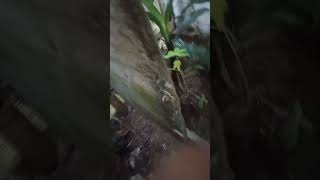 cek anakan burung ciblek usia 8 hari [upl. by Acenahs]