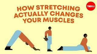 How stretching actually changes your muscles  Malachy McHugh [upl. by Crudden]