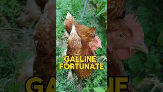 Galline dalle uova doro [upl. by Haggai]