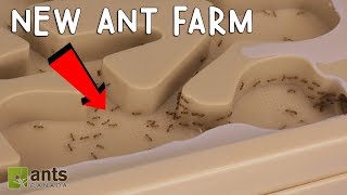 My Fire Ants New Ant Farm [upl. by Llyrehc]