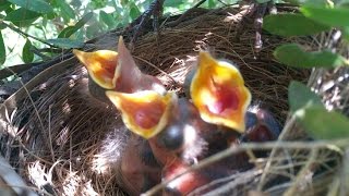 Blackbird nesting  from building the nest to leaving the nest [upl. by Beall]