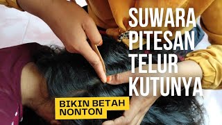 SUWARA PITESAN TELUR KUTUNYA BIKIN BETAH NONTON [upl. by Aseeram859]