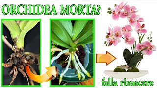 ORCHIDEA quotMORTAquot farla resuscitare con un trucco semplicissimo PHALENOPSIS CURE [upl. by Starobin]