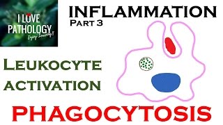 INFLAMMATION Part 3 Leukocyte Activation  PHAGOCYTOSIS [upl. by Lise681]