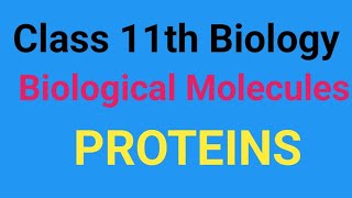 Class 11th biological molecules Proteins Amino acids peptide bond number of peptide chain [upl. by Ekud]