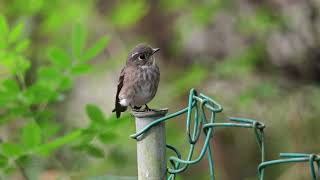 Darksided Flycatcher [upl. by Ruthy]